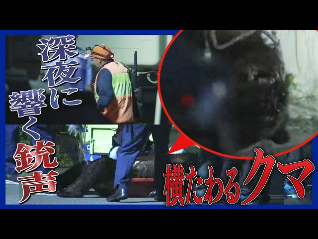 【緊迫の一部始終】響く銃声　横たわった大きなクマ　未明に１頭を駆除　男性死亡の福島町