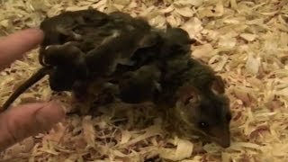 負鼠媽媽帶著很多隻寶寶！很可愛！