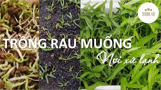 CÁCH TRỒNG RAU  MUỐNG  bằng hạt nơi xứ lạnh /Trồng 1 lần ăn hoài không hết ...