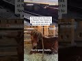 Bull at train station taken to animal sanctuary  - 00:15 min - News - Video
