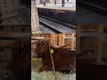 Bull at train station taken to animal sanctuary