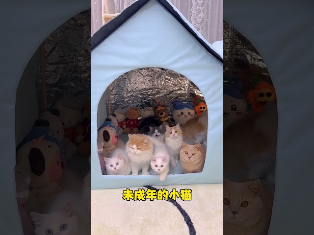 这么多储备物资 我能放心出门了吧 #小奶猫 #幼猫 #新手养猫#英国长毛猫