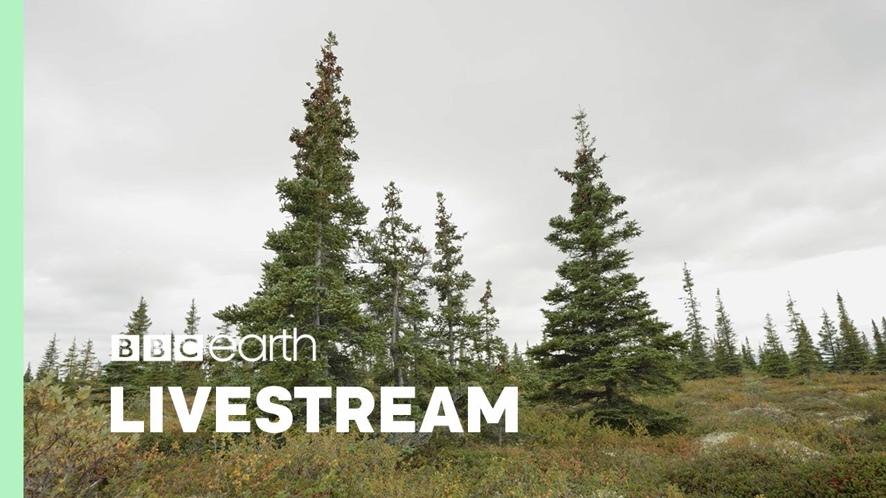 🔴 LIVE : ONE HOUR Of Calming Forest Scenes | Our Green Planet | BBC Earth