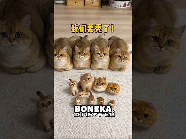 Bermain Bersama Si Bontot. 😾😾 #shortsfeed #cat #kucing #shorts