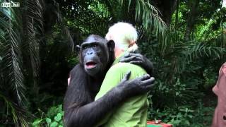 黑猩猩野放前，回頭溫馨擁抱救命恩人。