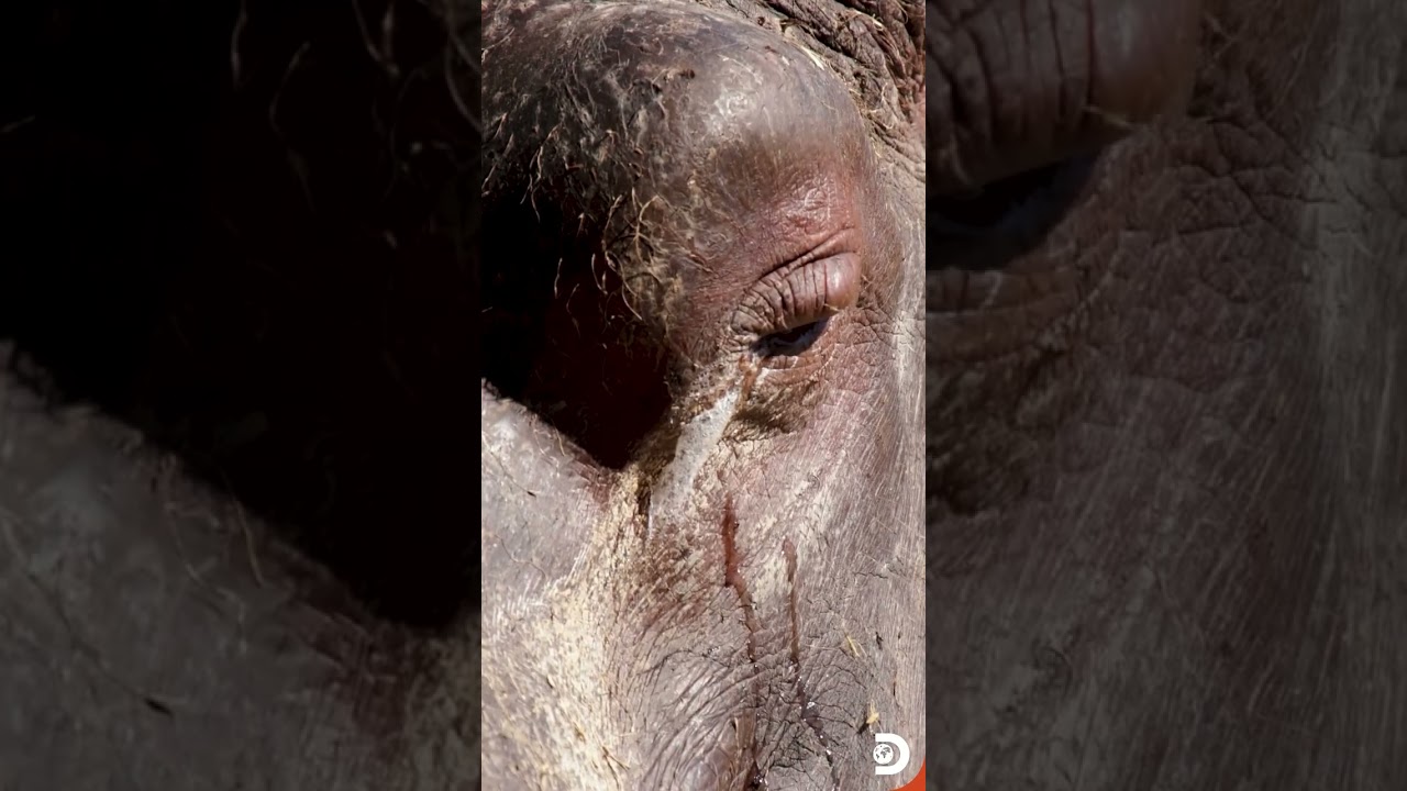 Hippos may look like they’re crying, but those tears aren’t emotional at all.