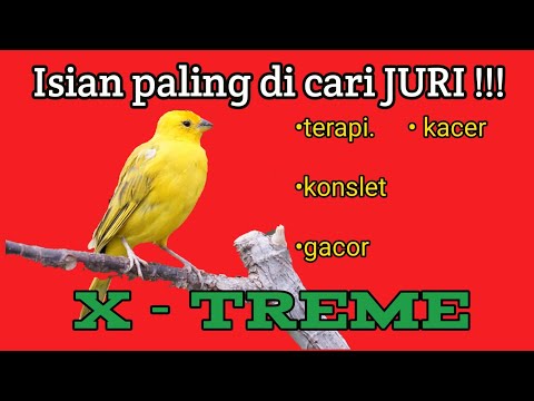 Masteran Burung Kacer | Full Isian Mewah, Bikin Emosi ( Viper )