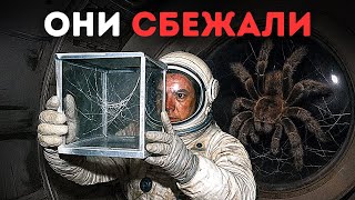 Они поместили пауков на МКС, и всё пошло наперекосяк