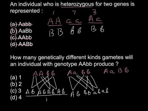 Mthfr Heterozygous Versus Homozygous