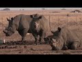 Rhino poaching increases in South Africa | REUTERS  - 01:34 min - News - Video