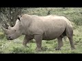 Rhino poaching increases in South Africa | REUTERS