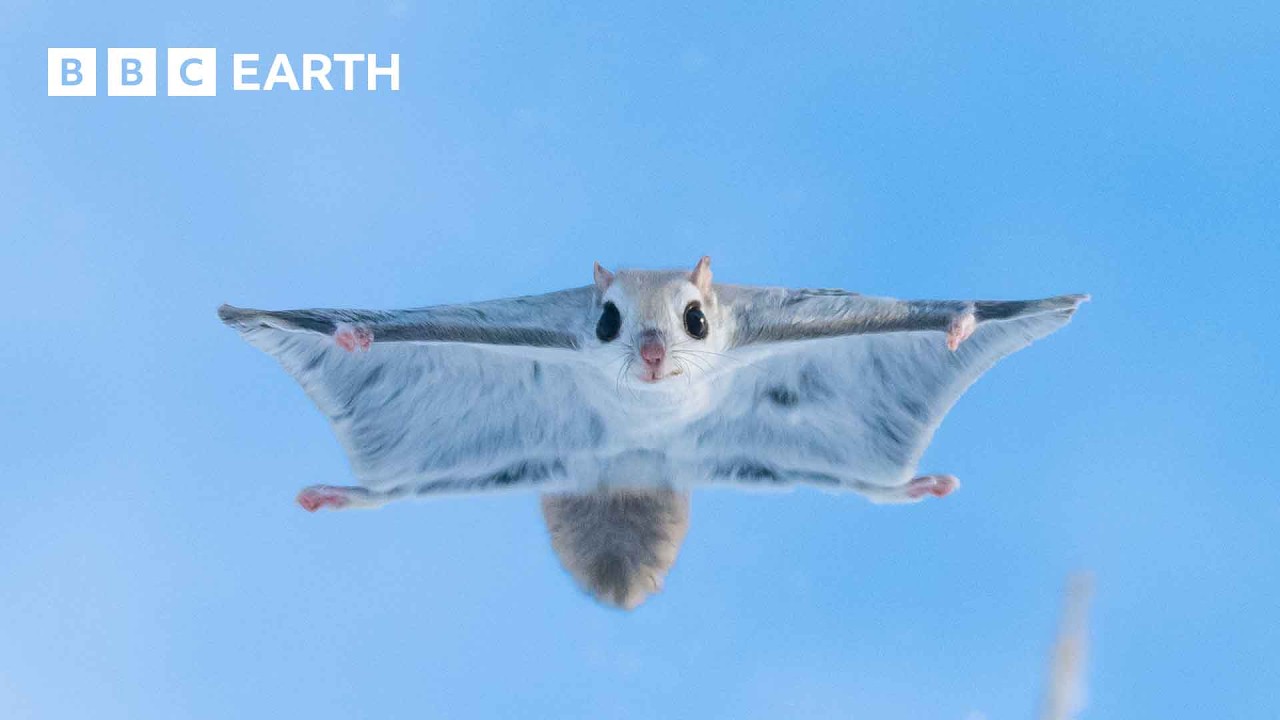 Baby Flying Squirrel Takes Flight for the First Time | Mammals | BBC Earth