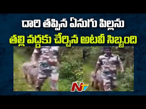 Viral video: TN forest officials reunite baby elephant with mother, Samantha appreciates Viral video: TN forest officials reunite baby elephant with mother, Samantha appreciates