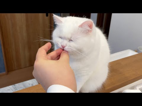 サプリを食べるのが大好きすぎる猫！ - まとめちゅーぶ