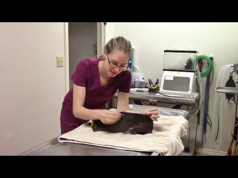 Her Intestines Are Stuck in Her Chest!!!