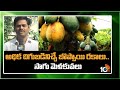అధిక దిగుబడినిచ్చే బొప్పాయి రకాలు.. సాగు మెళకువలు | Papaya Cultivation | Matti Manishi | 10TV