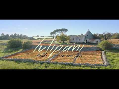 Tulipani'