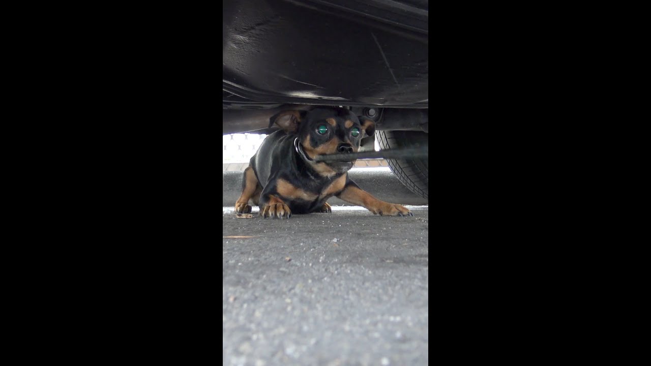 Batman - the homeless miniature pinscher.
