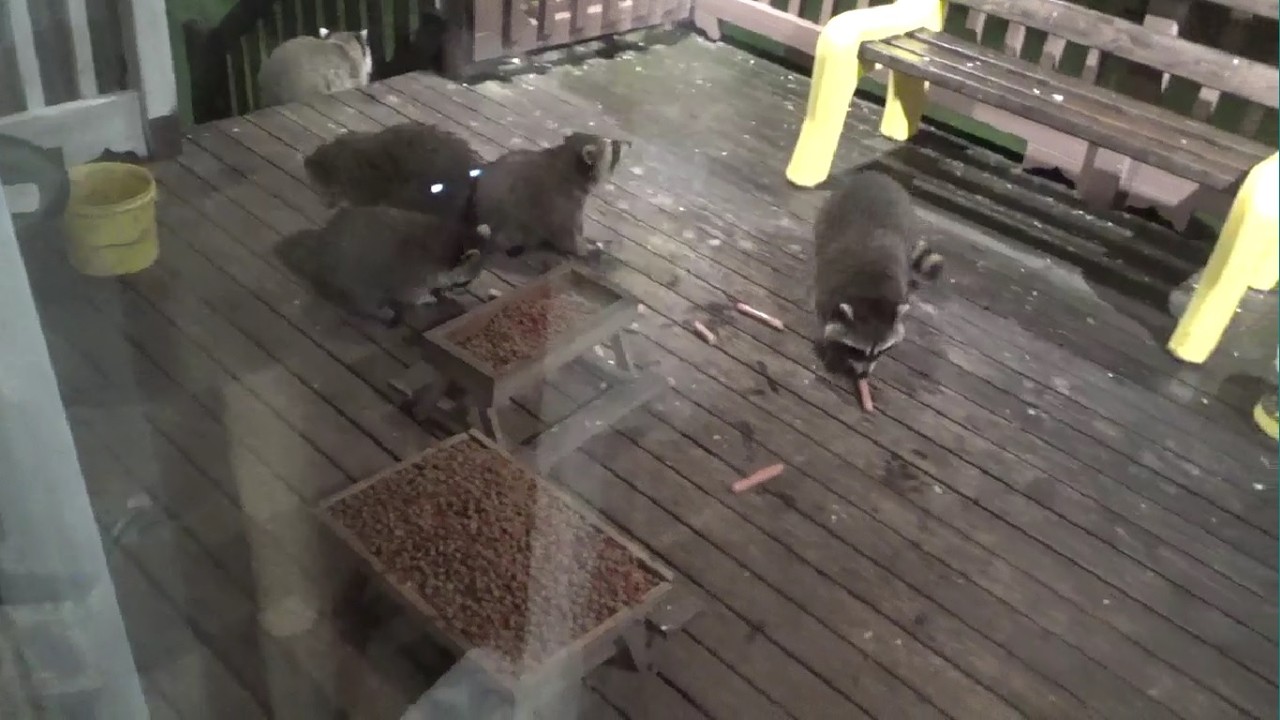THREE BABY RACCOONS ON TUESDAY