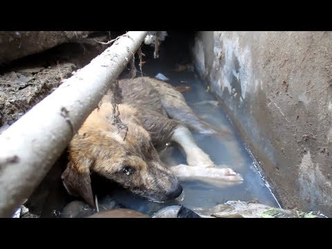 Puppy with head injury dying in gutter rescued