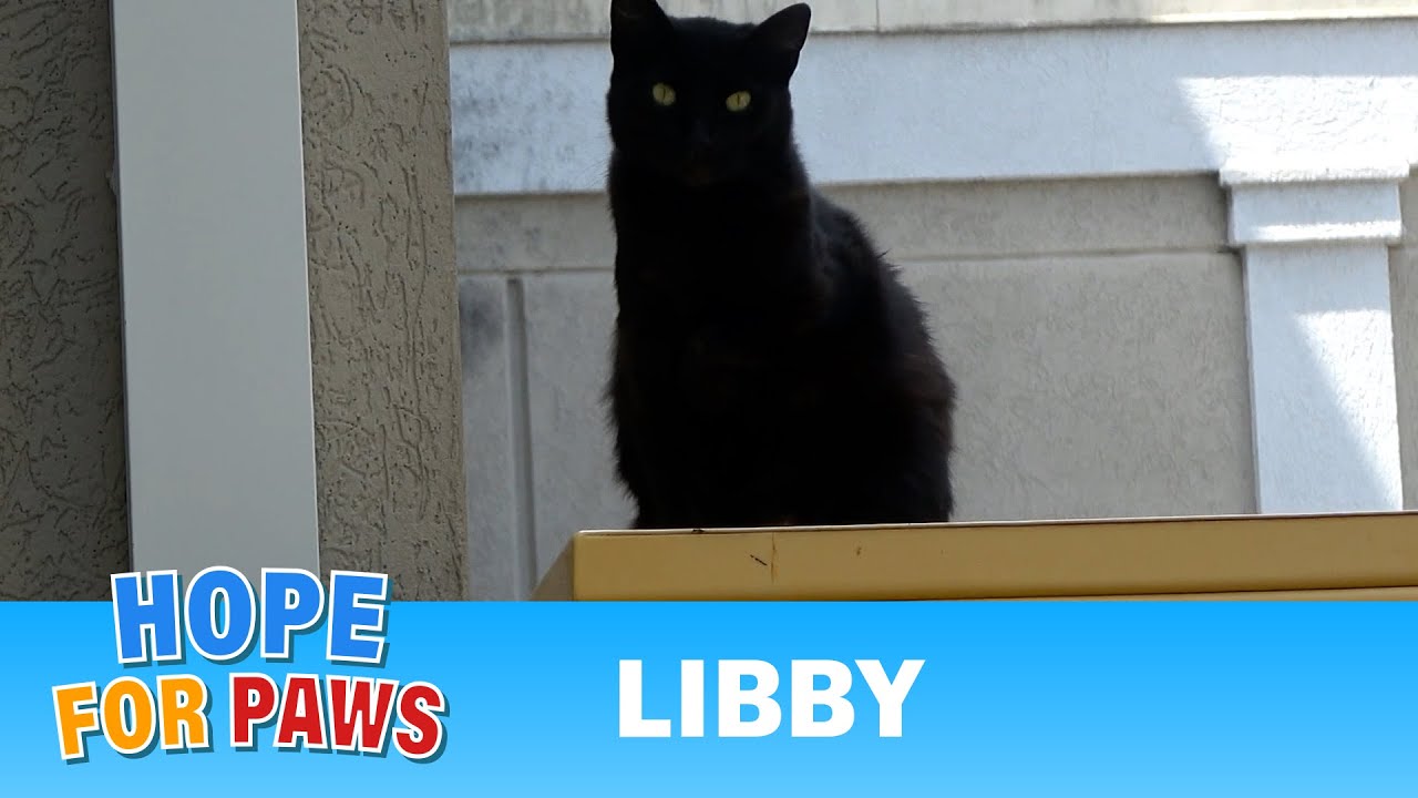 Homeless cat carried an old injury that required an amputation. ❤️‍🩹