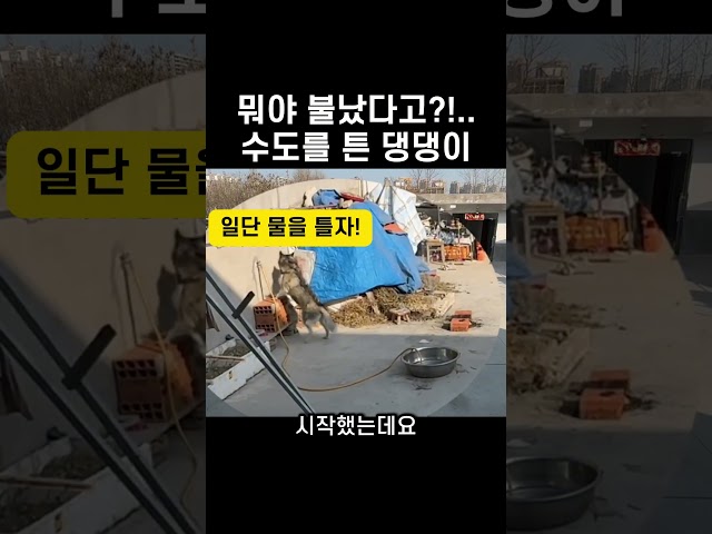 "뭐야 불났다고?.." 수도 튼 댕댕이의 놀라운 행동