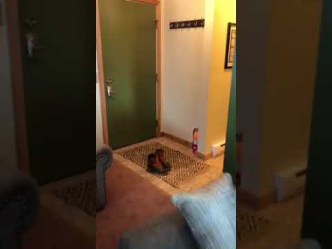 Property video