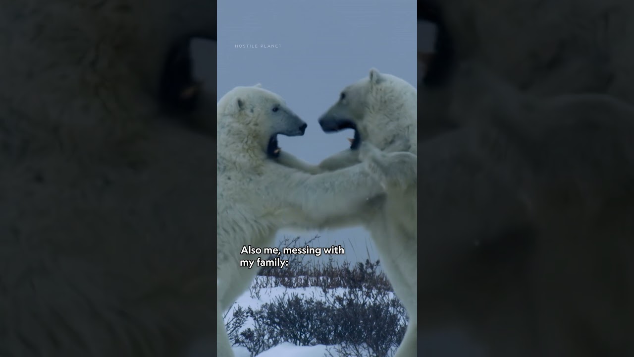 Polar bears have...interesting family bonding practices 🐻‍❄️ #HostilePlanet #NatGeoAnimals