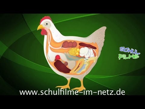 Das Huhn - Schulfilm Biologie - YouTube