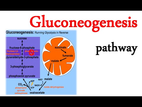 Gluconeogenesis pathway - YouTube diagram of enzyme reaction 