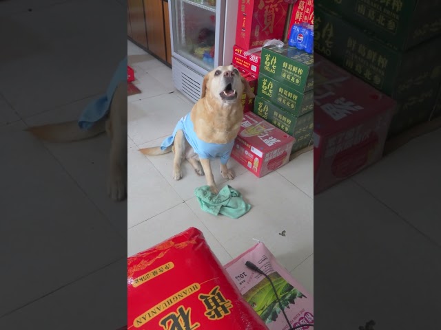 舊抹布換洗衣粉，小狗這操作逆天了The old rag was used to replace the washing powder. The puppy operation was amazing