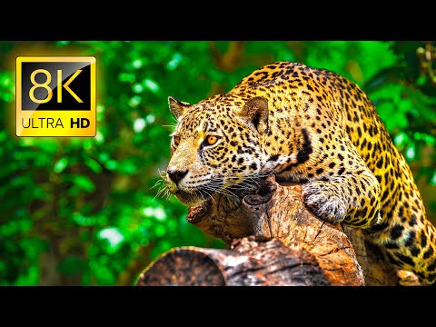 Upload mp3 to YouTube and audio cutter for Ultimate Wild Animals Collection in 8K ULTRA HD / 8K TV download from Youtube