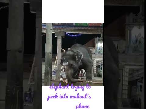 Elephant trying to peek into mahout's mobile phone, video goes viral