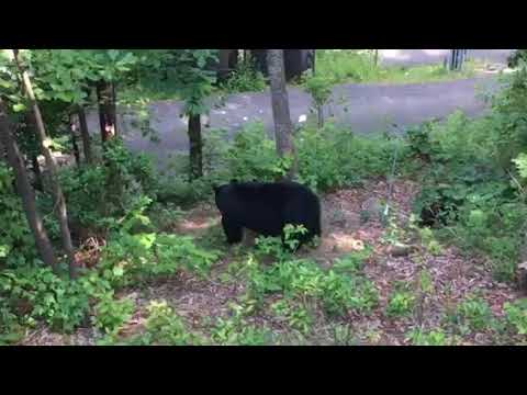 Video der Unterkunft