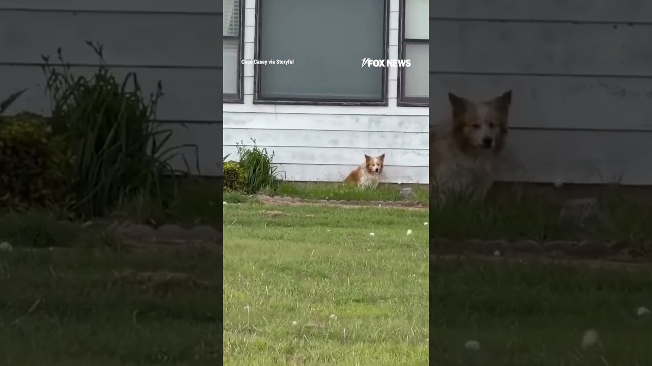 Dog attempts to take cover as massive hail rocks a small Oklahoma town