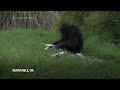 Koko the chimpanzee turns 50  - 00:51 min - News - Video