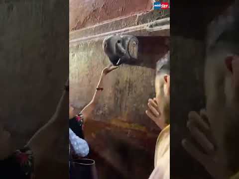 Shocking Devotees drink AC water thinking it to be Charan Amrit at Banke Bihari Temple  24K views  play Short