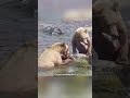 Bear with broken jaw crowned Alaskas fattest bear champion