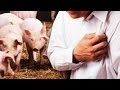 Pig Hearts to save Humans in Future - Research