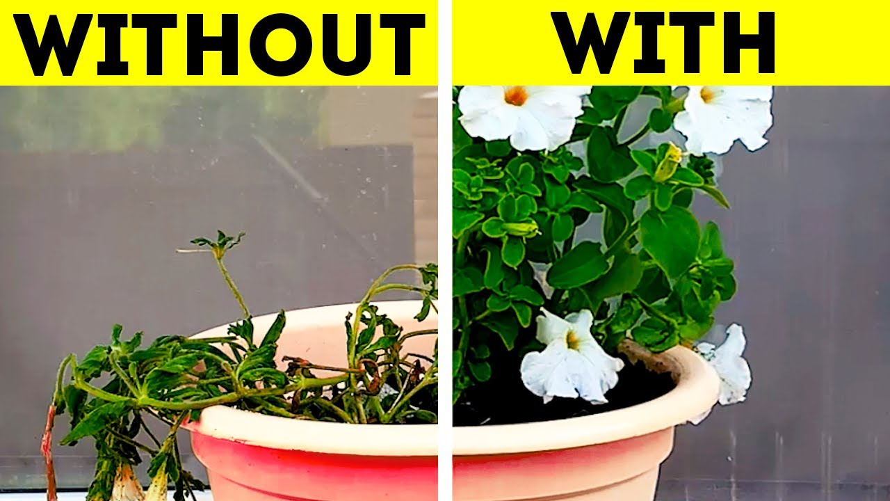 Clever gardening hacks for plant lovers 🍀