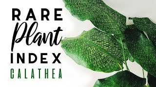 Rare Plant Index #3 | Calathea | Uncommon to Extremely Rare Plants! |