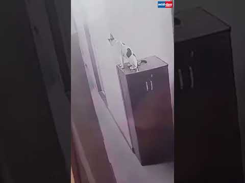 Disturbing CCTV Footage Man Tosses Cat from Top Floor 