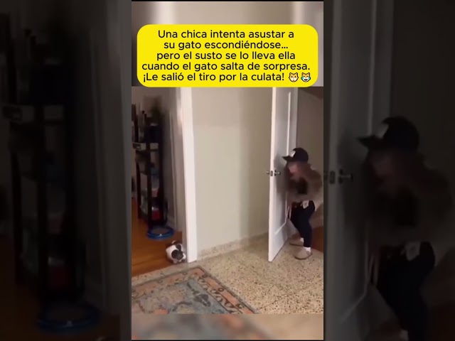 😹 Quiso asustar a su gato… ¡y el gato la asustó a ella!