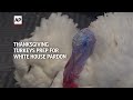 Thanksgiving turkeys prep for White House pardon  - 02:07 min - News - Video