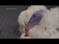 Thanksgiving turkeys prep for White House pardon