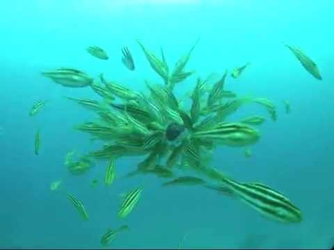 octopus being attacked by leatherjacket