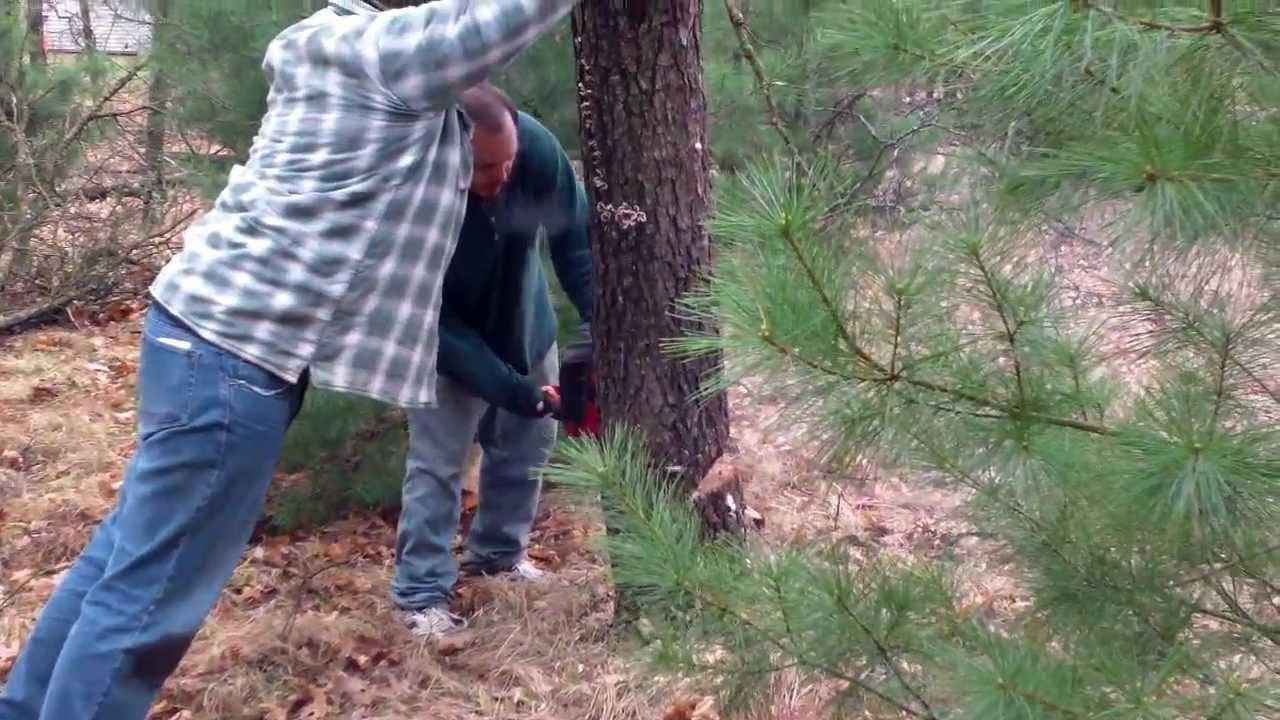 tree cut video felling