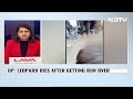 Leopard Dies After Being Run Over By Vehicle In UPs Pilibhit  - 02:31 min - News - Video