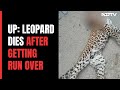 Leopard Dies After Being Run Over By Vehicle In UPs Pilibhit