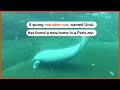 Manatee cow finds new home in French zoo | REUTERS